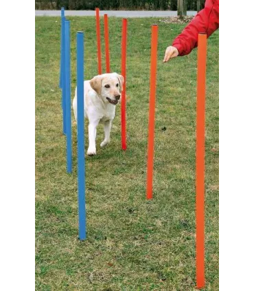 Slalom agility pour chien