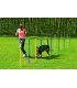 Slalom agility chien